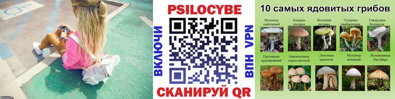 Псилоцибиновые грибы Cubensis  Куровское 